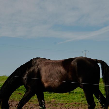 Les Ecuries Du Nevez Villa Plonéour-Lanvern Buitenkant foto